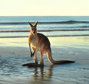 Australian nature kangaroo ausvisto wildlife